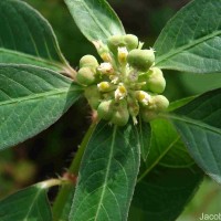 Euphorbia heterophylla L.